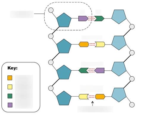 what is dna quizlet|dna quizlet by hamrick.